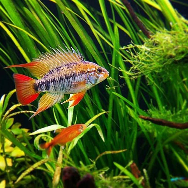 Apistogramma